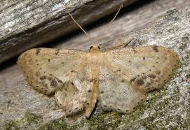 Attēlu rezultāti vaicājumam “Idaea dimidiata”