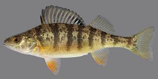 Image result for Perca flavescens