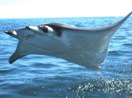 Image result for Mobula thurstoni