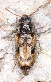 Attēlu rezultāti vaicājumam “Rhynchaenus lonicerae”