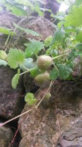 Attēlu rezultāti vaicājumam “Liposthenes glechomae”