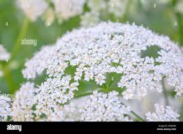 Attēlu rezultāti vaicājumam “Aegopodium podagraria flower”