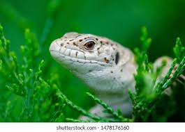 Attēlu rezultāti vaicājumam “Lacerta agilis female”