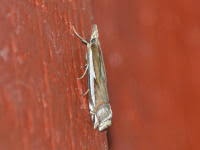 Attēlu rezultāti vaicājumam “Crambus hamella”