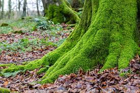 Attēlu rezultāti vaicājumam “Brachythecium rutabulum”