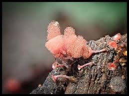 Attēlu rezultāti vaicājumam “Cribraria argillacea sessile”