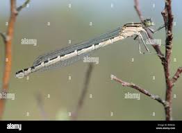Attēlu rezultāti vaicājumam “Enallagma cyathigerum female”
