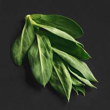 Attēlu rezultāti vaicājumam “Silene vulgaris leaf”