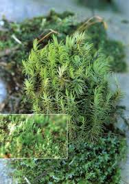 Attēlu rezultāti vaicājumam “Dicranodontium denudatum”