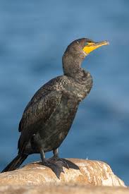Image result for Phalacrocorax auritus