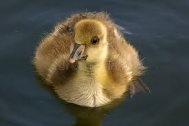 Attēlu rezultāti vaicājumam “Anser anser juvenile”