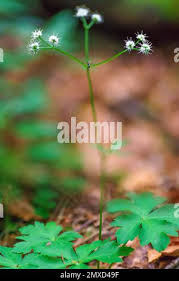 Attēlu rezultāti vaicājumam “Sanicula europaea flower”