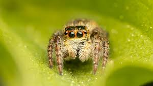 Attēlu rezultāti vaicājumam “Xanthogramma sp. male”