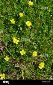 Attēlu rezultāti vaicājumam “Potentilla erecta”