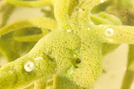 Attēlu rezultāti vaicājumam “Spongilla lacustris”