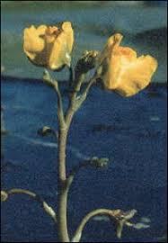 Attēlu rezultāti vaicājumam “Utricularia intermedia bud”