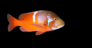 Image result for Chrysoblephus laticeps