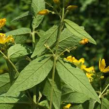 Attēlu rezultāti vaicājumam “Lysimachia vulgaris leaf”