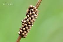 Attēlu rezultāti vaicājumam “Saturnia pavonia eggs”