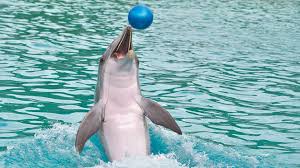 Afbeeldingsresultaat voor dolfijnen