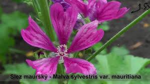 Image result for Malva sylvestris var. mauritiana