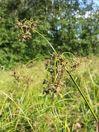 Attēlu rezultāti vaicājumam “Scirpus sylvaticus flower”