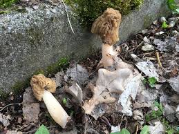 Attēlu rezultāti vaicājumam “Verpa bohemica”