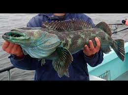 Image result for Ophiodon elongatus