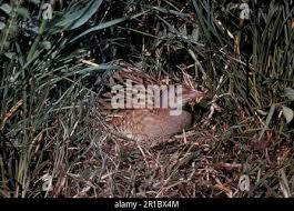 Attēlu rezultāti vaicājumam “Crex crex nest”