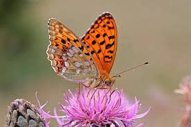 Attēlu rezultāti vaicājumam “Argynnis niobe”