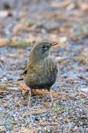 Attēlu rezultāti vaicājumam “Turdus merula female”