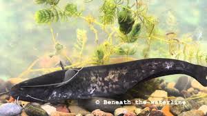 Image result for Silurus glanis