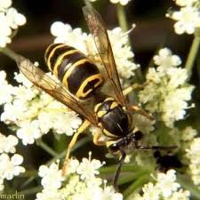 Attēlu rezultāti vaicājumam “Vespidae”