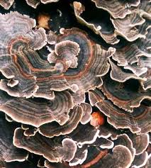 Attēlu rezultāti vaicājumam “Trametes”