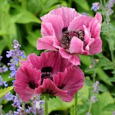 Attēlu rezultāti vaicājumam “Papaver”