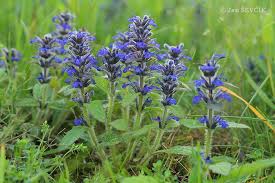 Attēlu rezultāti vaicājumam “Ajuga genevensis”