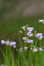 Attēlu rezultāti vaicājumam “Cardamine pratensis”