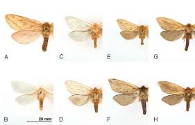 Attēlu rezultāti vaicājumam “Hepialus humuli male”