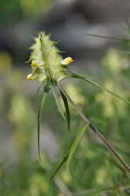 Attēlu rezultāti vaicājumam “Melampyrum cristatum”