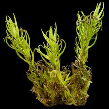 Attēlu rezultāti vaicājumam “Timmia megapolitana”