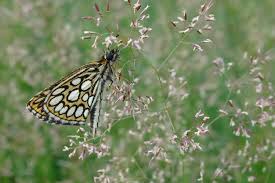 Attēlu rezultāti vaicājumam “Heteropterus morpheus”