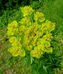 Attēlu rezultāti vaicājumam “Euphorbia virgata flower”