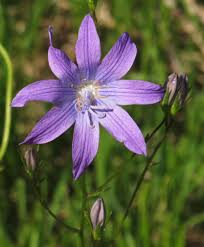 Attēlu rezultāti vaicājumam “Campanula patula flower”