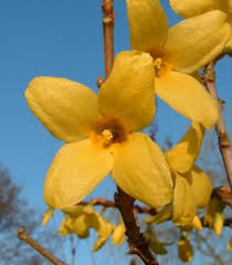 Attēlu rezultāti vaicājumam “Forsythia suspensa flower”
