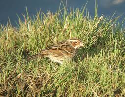 Image result for Emberiza pusilla