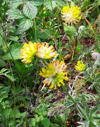 Attēlu rezultāti vaicājumam “Anthyllis vulneraria leaf”
