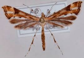 Attēlu rezultāti vaicājumam “Platyptilia sp.”