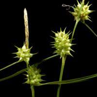 Attēlu rezultāti vaicājumam “Carex lepidocarpa”