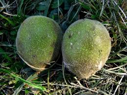 Attēlu rezultāti vaicājumam “Juglans ailanthifolia”