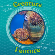 Image result for Strongylocentrotus droebachiensis